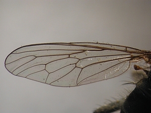 wing