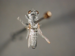 dorsal view