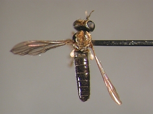 dorsal view