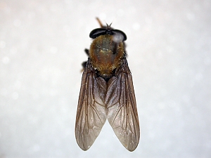 dorsal view