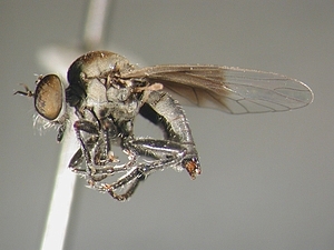 dorsal view