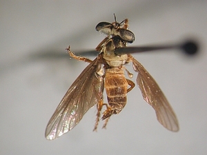 dorsal view