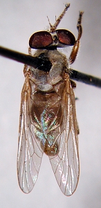dorsal view