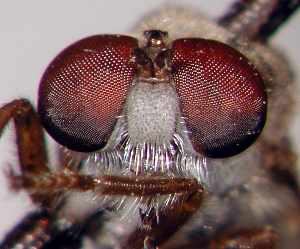 head frontal view