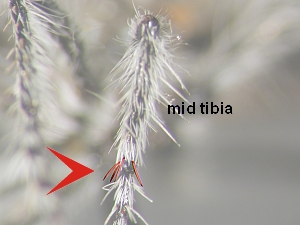 Midtibia with 3 - 5 bristles directed distally