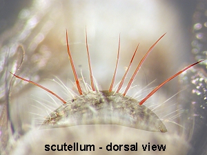 scutellum