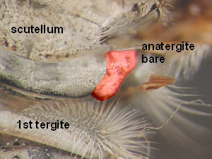 Anatergite bare