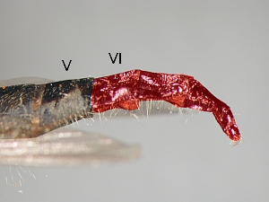 ovipositor