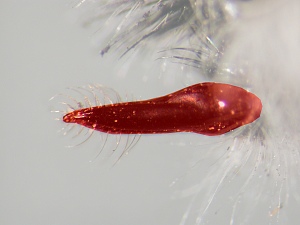 Proboscis in lateral view