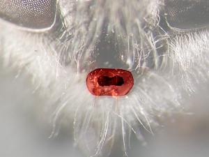 Proboscis in frontal view