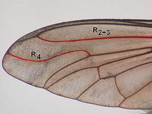 R2+3 and R4 not connected by a short extra crossvein