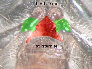 ventral view: Postmetacoxal area membranous