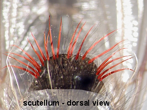 scutellum