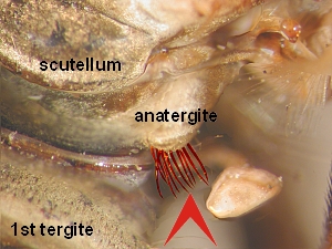 Anatergite pilose