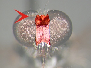 Frons relatively narrow, with convergent slopes