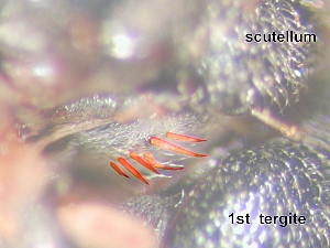 Anatergite with several characteristic spine or spike-like bristles