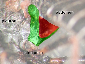 Postmetacoxal area heavily sclerotized