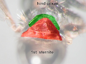 ventral view: Postmetacoxal area with a transverse sclerotized bridge