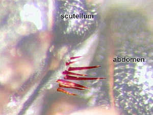 Anatergite with several characteristic spine or spike-like bristles