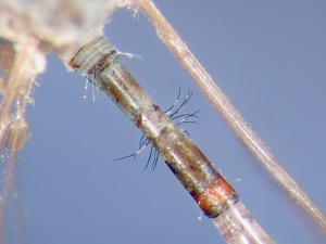 Middle of abdominal tergite 2 with a transverse band of long hairs