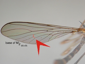 Base of M2 closing discoidal cell short, not more than 1.5 times length of crossvein m-m