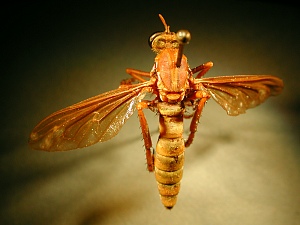 dorsal view