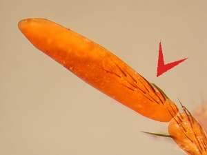 Postpedical with small bristles on lower dorsal surface