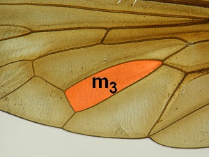 Cell m3 closed and petiolate