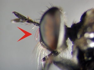 upper part of face with only a single row of hairs along eye margin