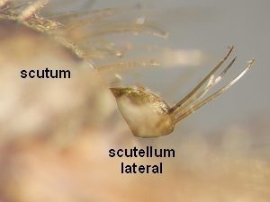 Disc of scutellum without fine, semierected pile, at most micropubescent