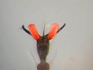 Pulvilli present (ventral view)