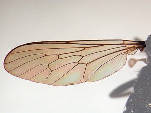 Wing hyaline or basal two-thirds brown