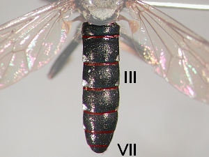 Male abdomen with seven visible segments