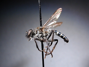 Flies not metallic colored