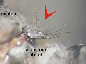 Disc of scutellum with a variable number of fine, semierected pile