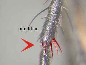 Middle tibia at apex with a comb of about 5 strong spines