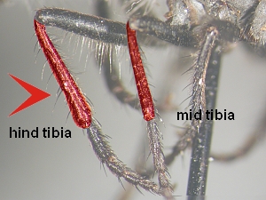 Hind tibia not more than 1.5 times diameter of fore and middle tibiae