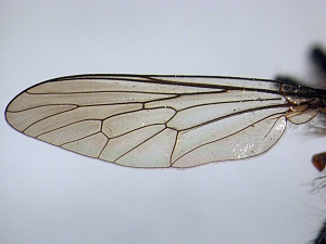 Wing