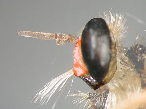 Face moderately rounded from base of antennae to oral margin