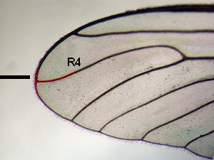 R4 ending behind wing tip