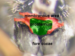 Prosternum dissociated