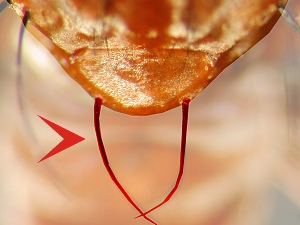 Marginal scutellar bristles present