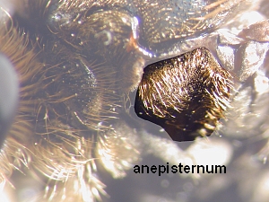 Anepisternum covered with recumbent hairs
