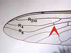 R4 with a short extra vein