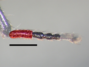 Hind metatarsus shorter than three subsequent tarsomeres