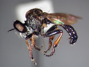 Small black flies with sparse pollinosity on thorax and shining abdomen