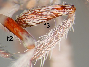 Diameter of hind femora 1.3 - 1.5 times diameter of middle femora