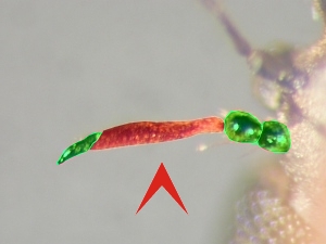 Antenna with first flegellomere elongate, spindle-shaped, two or more times combined length of scape and pedicel