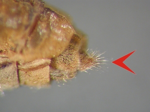 ovipositor