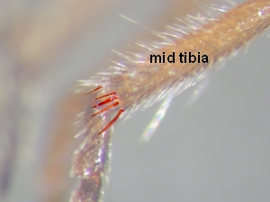 Midtibia with 3 - 5 bristles directed distally